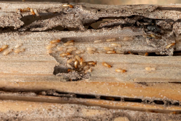 Pest Control for Restaurants in Crescent City, FL